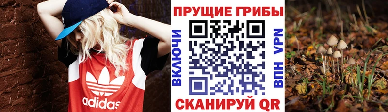 Псилоцибиновые грибы Psilocybe Абдулино